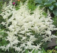 Astilbe arendsii White Diamond - Astilbe hybride