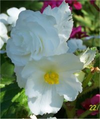 Begonia tuberhybrida Angels white - B�gonia tub�reux