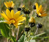 Photo de fleur de bident lisse - Bidens laevis
