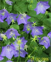 Campanula capartica - Campanule