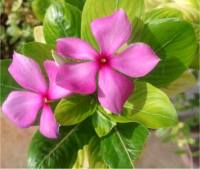 Photo de Pervenche de Madagascar - Catharanthus roseus