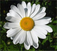 Chrysanthemum silver princess - Image de marguerite
