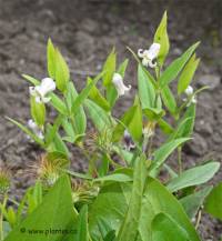 Clematis fremontii - Fleurs de cl�matite de Fremont
