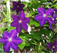 Clematis Jackmanii - Cl�matite