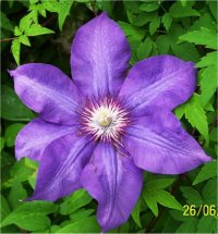 Clematis The President - Cl�matite