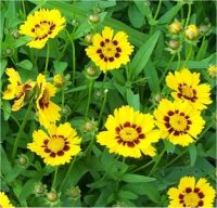 Coreopsis grandiflora Baby sun - Photo de cor�opsis