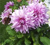 Dahlia d�coratifs