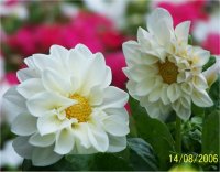 Dahlia Figaro