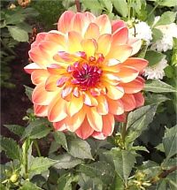 Photo de dahlia g�ant