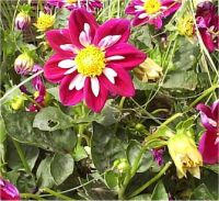 Dahlia Harlequin