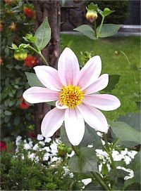 Dahlia � fleurs simples