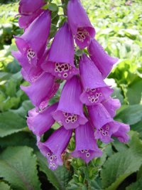 Digitalis purpurea - Photo d'une digitale pourpre