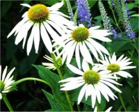 Echinacea alba