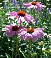 Echinacea purpurea Primadonna - Echinac�e