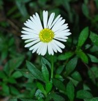 Erigeron karvinskianus - Vergerette mucronatus