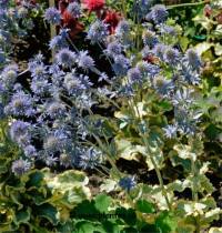 Photo de Panicaut � feuilles planes - Eryngium planum