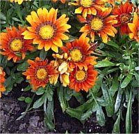 Gazania - Image de gazanie