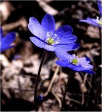 Photo d'an�mone h�patique - Hepatica nobilis