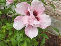 Hibiscus Syriacus Hamabo - Ketmie de syrie