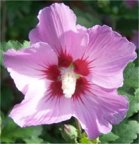 L'Hibiscus Syriacus ou rose de chine