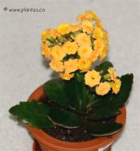Photo de Kalancho� de no�l - Kalanchoe blossfeldiana
