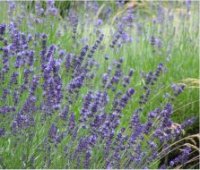 Lavandula angustifolia 'Munstead' - Photo de lavande