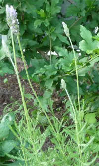 Photo de lavande espagnole - Lavandula dentata