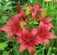 Lilium x hybridum Bourgogne - Lis asiatique
