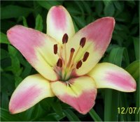 Lilium x hybridum Corrida - Image de Lis asiatique