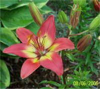Lilium x hybridum Jacqueline - Lis asiatique