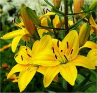 Lilium x hybridum Jaune - Lis hybrides
