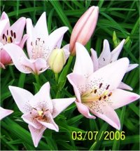 Lilium x hybridum Mona Lisa - Lis asiatique