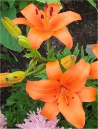 Lilium x hybridum Orange - Lis hybride