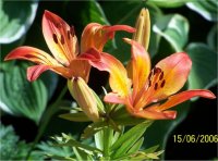 Lilium x hybridum Pauline - Lis asiatique