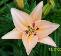 Lilium x hybridum Peach Pixie - Lis asiatique