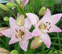 Lilium x hybridum Pink Perfection - Lis asiatique