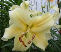 Lilium x hybridum Stargazer Orienpet - Photo de Lis hybrides