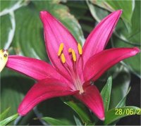 Lilium x hybridum Royal Parfumer - Lis hybrides