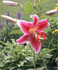 Lilium orientalis - Photo de fleur de Lis