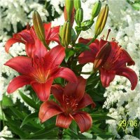 Lilium x hybridum Royal Parfumer - Lis hybrides