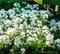 Photo d'Alysson maritime - Lobularia maritima