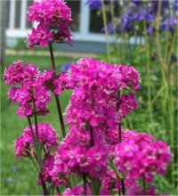 Lychnis splendens - Image de Lychnis viscaria