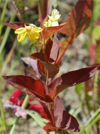 Photo de Lysimaque cili�e pourpre - Lysimachia ciliata purpurea