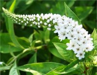 Lysimachia clethroides alba - Image de Lysimaque blanche