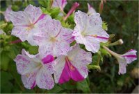 Mirabilis - Photo d'une fleur de Quatre heures