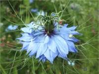 Photo de nigelle du Damas - Nigella damascena