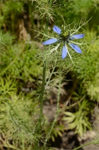 Photo de quatre-�pices - Nigella sativa