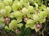 Photo de fleurs d'orchid�e cymbidium