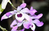 Photo des fleurs orchid�e dendrobium