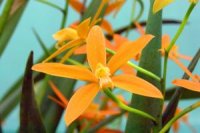 Photo d'une fleur orchid�e laelia